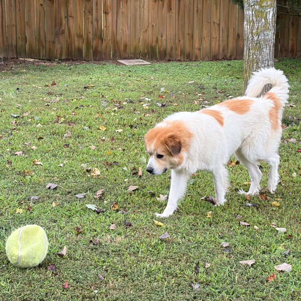 Enlarge Audrey, a Adopted mixed breed in Greensboro, GA image 2/3