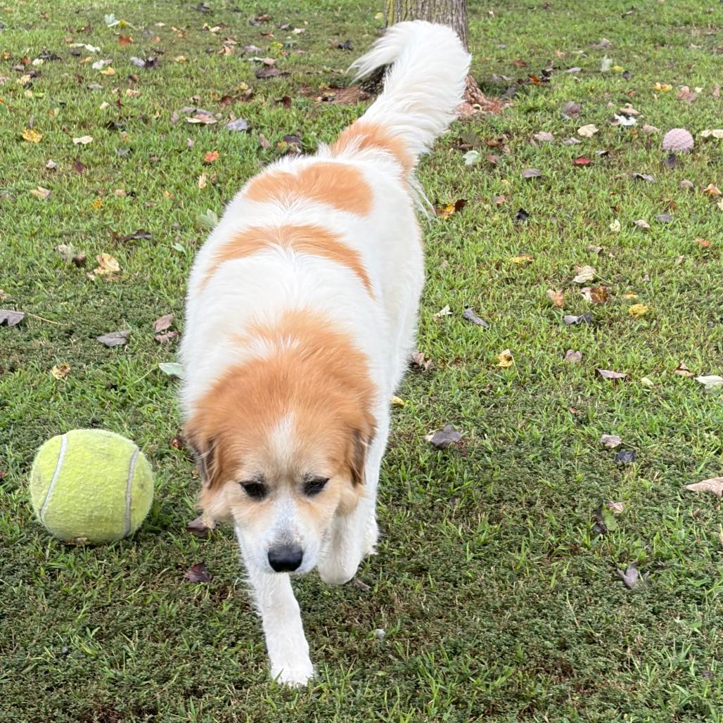 Enlarge Audrey, a Adopted mixed breed in Greensboro, GA image 3/3
