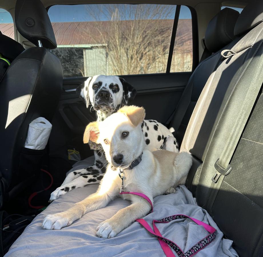 Enlarge Theo, a Adopted mixed breed in Orangeville, ON image 6/6