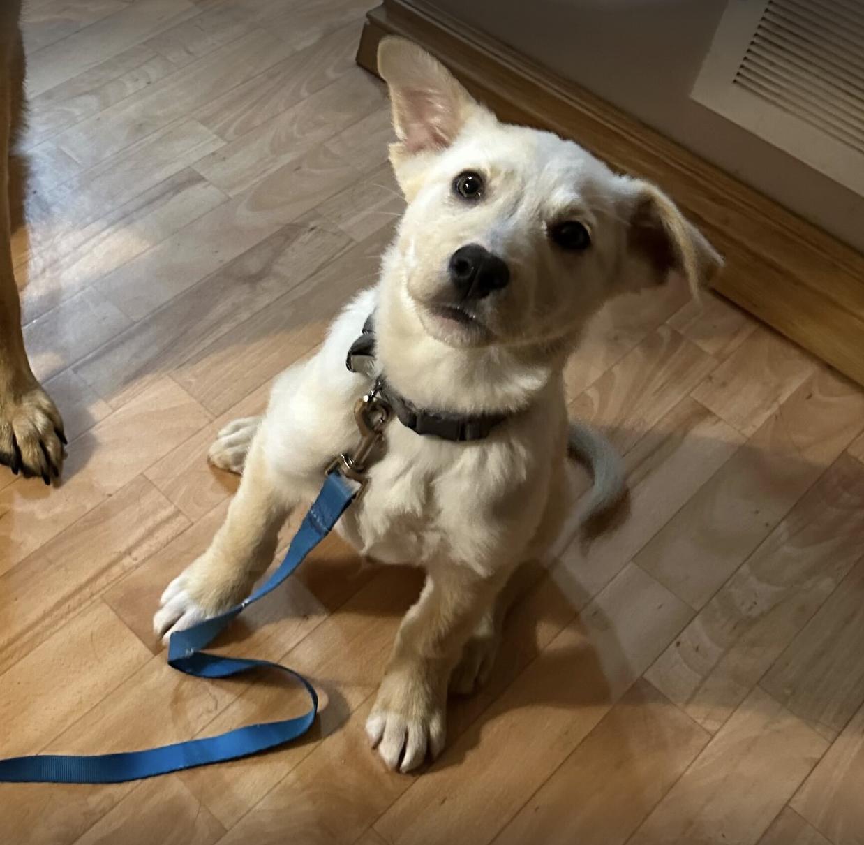 Enlarge Theo, a Adopted mixed breed in Orangeville, ON image 5/6