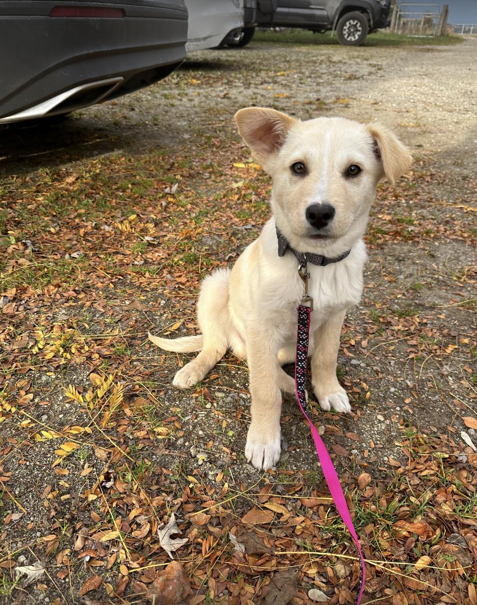Enlarge Theo, a Adopted mixed breed in Orangeville, ON image 1/6