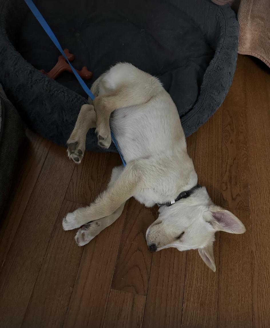 Enlarge Theo, a Adopted mixed breed in Orangeville, ON image 2/6