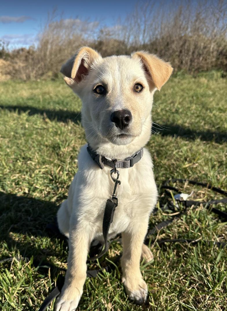 Enlarge Theo, a Adopted mixed breed in Orangeville, ON image 3/6