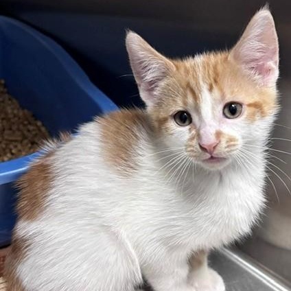 Enlarge Grasshopper, a Adoptable Domestic Short Hair in Allegan, MI image 1/1