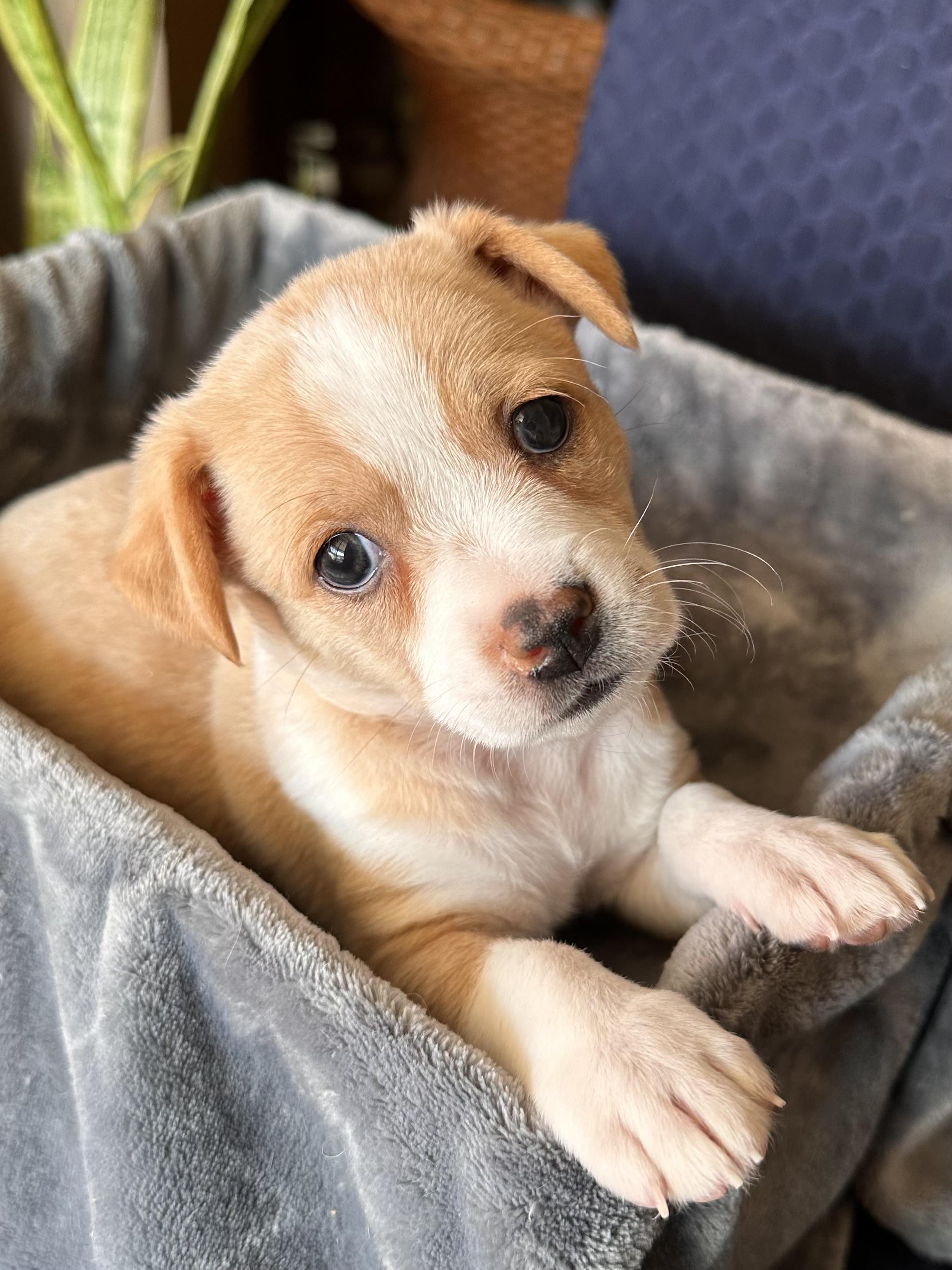 Enlarge Kaia, an adopted mixed breed in Southlake, TX image 3/3