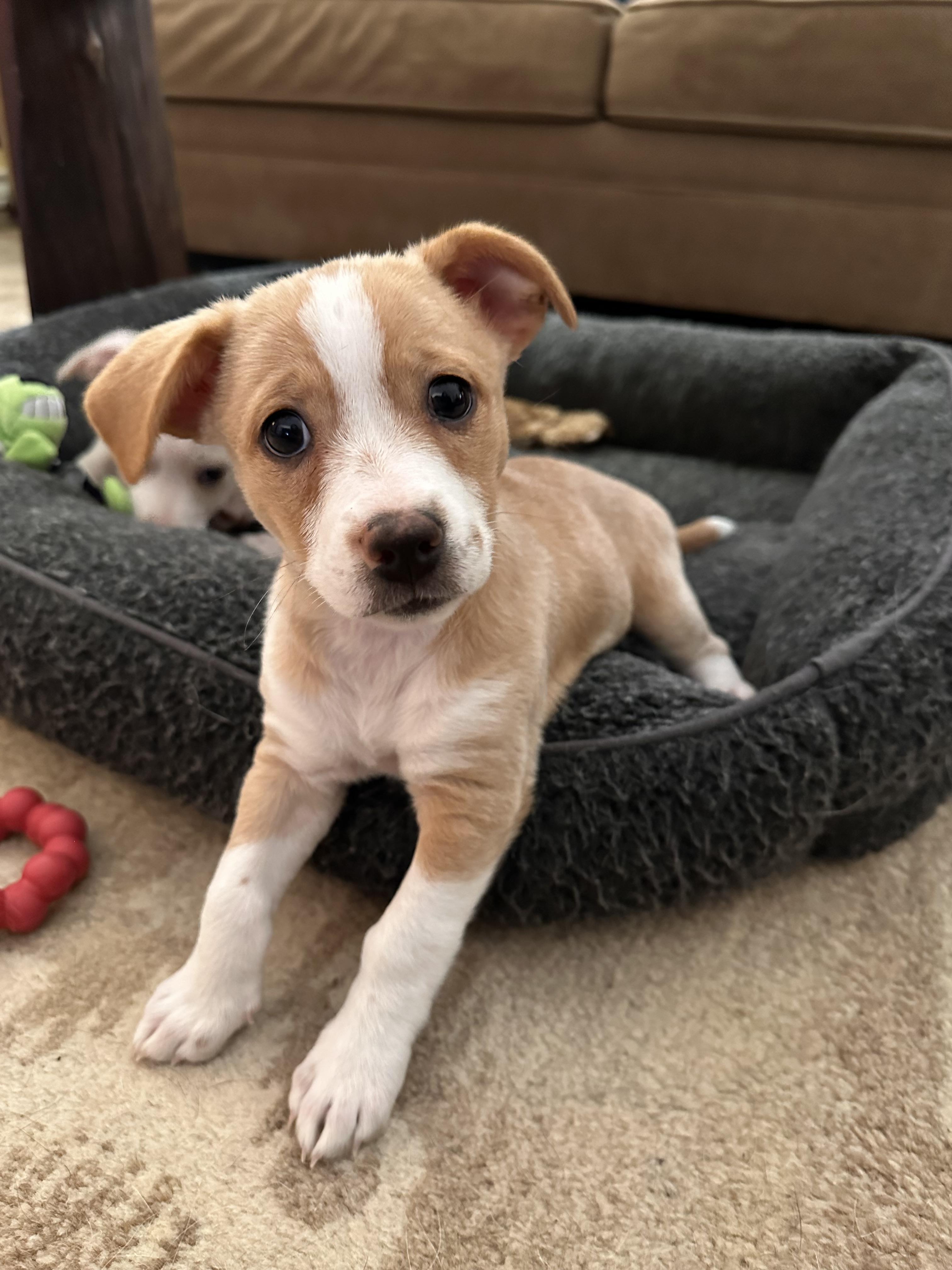 Enlarge Kaia, an adopted mixed breed in Southlake, TX image 2/3