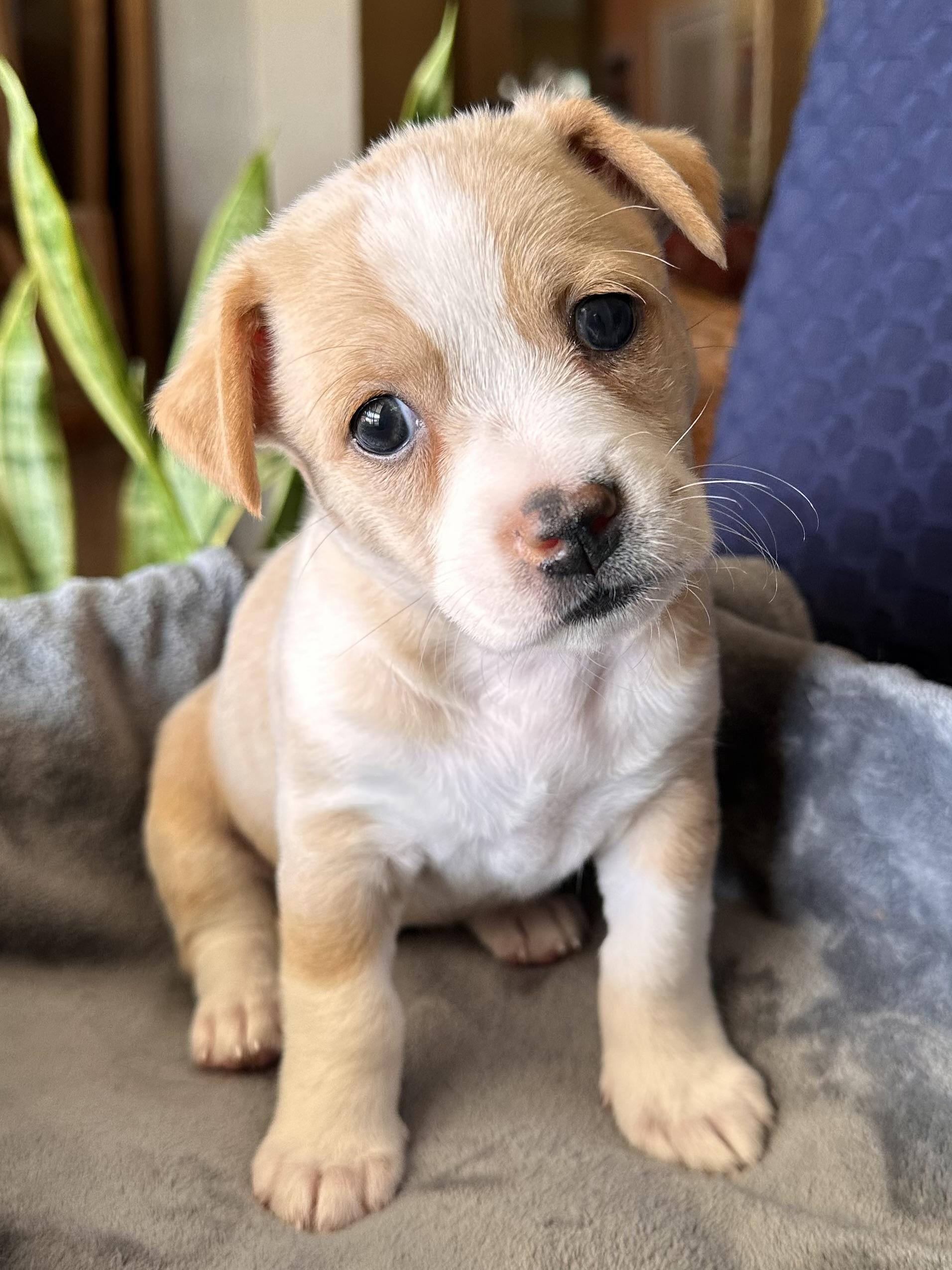 Enlarge Kaia, an adopted mixed breed in Southlake, TX image 1/3