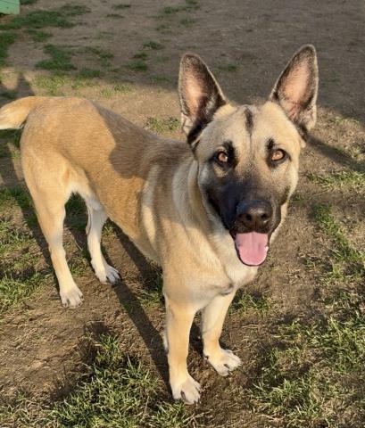 Hickory -- URGENT!, adopted, Adult Male Shepherd.