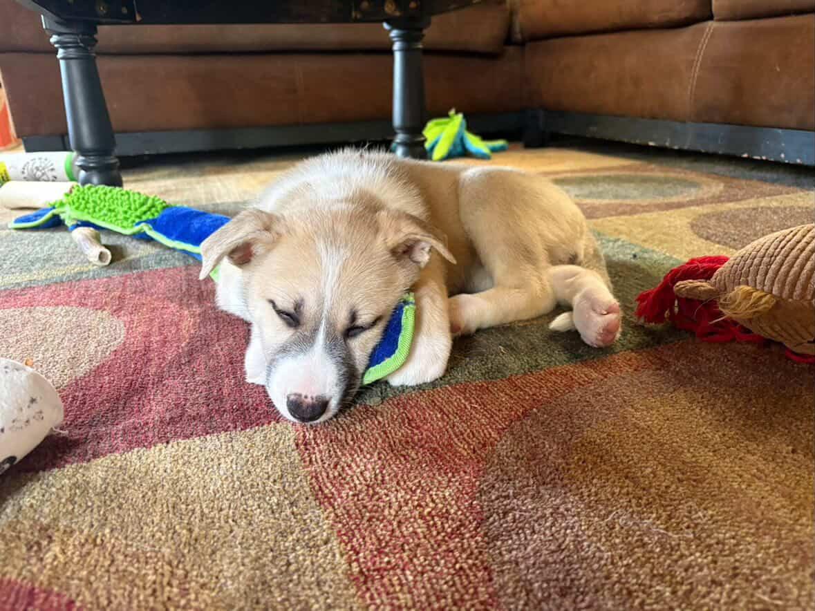 Enlarge Cookie, an adopted mixed breed in Commerce City, CO image 6/6