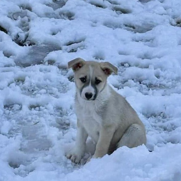 Enlarge Cookie, an adopted mixed breed in Commerce City, CO image 1/6