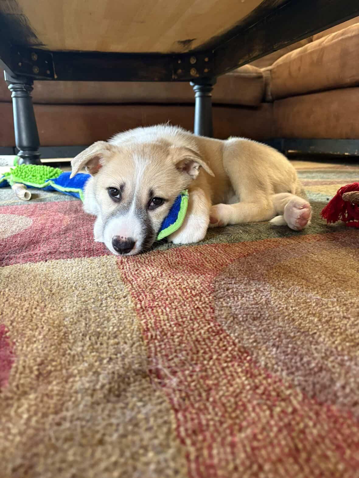 Enlarge Cookie, an adopted mixed breed in Commerce City, CO image 3/6
