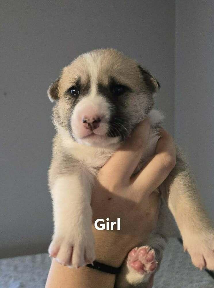 Enlarge Cookie, an adopted mixed breed in Commerce City, CO image 5/6