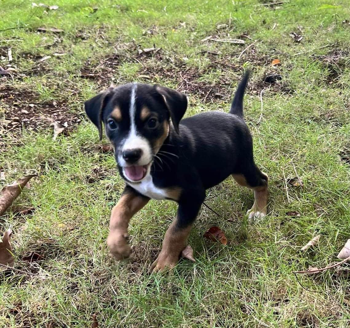Dog for adoption Perfect Pipa, a Jack Russell Terrier Mix in Nanuet