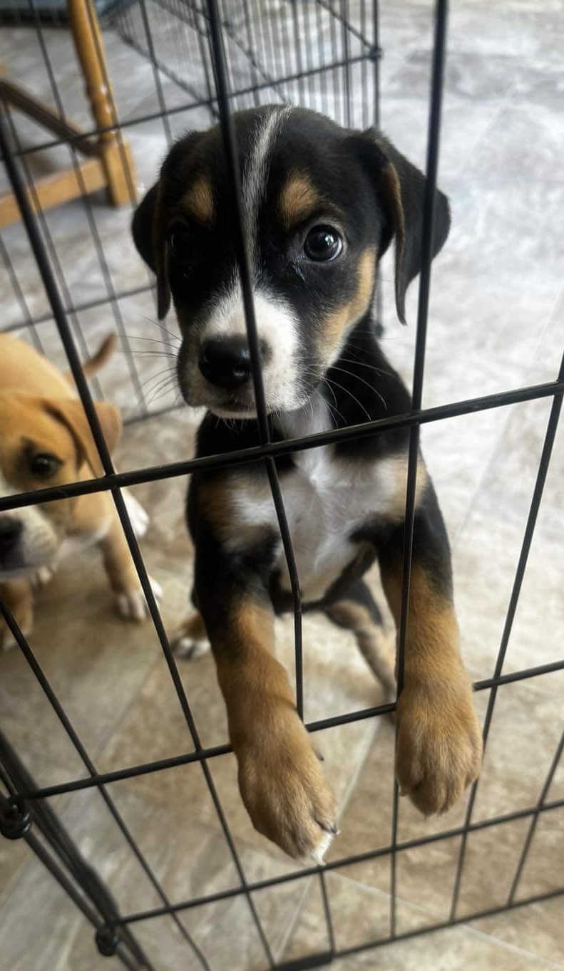 Dog for adoption Perfect Pipa, a Jack Russell Terrier Mix in Nanuet