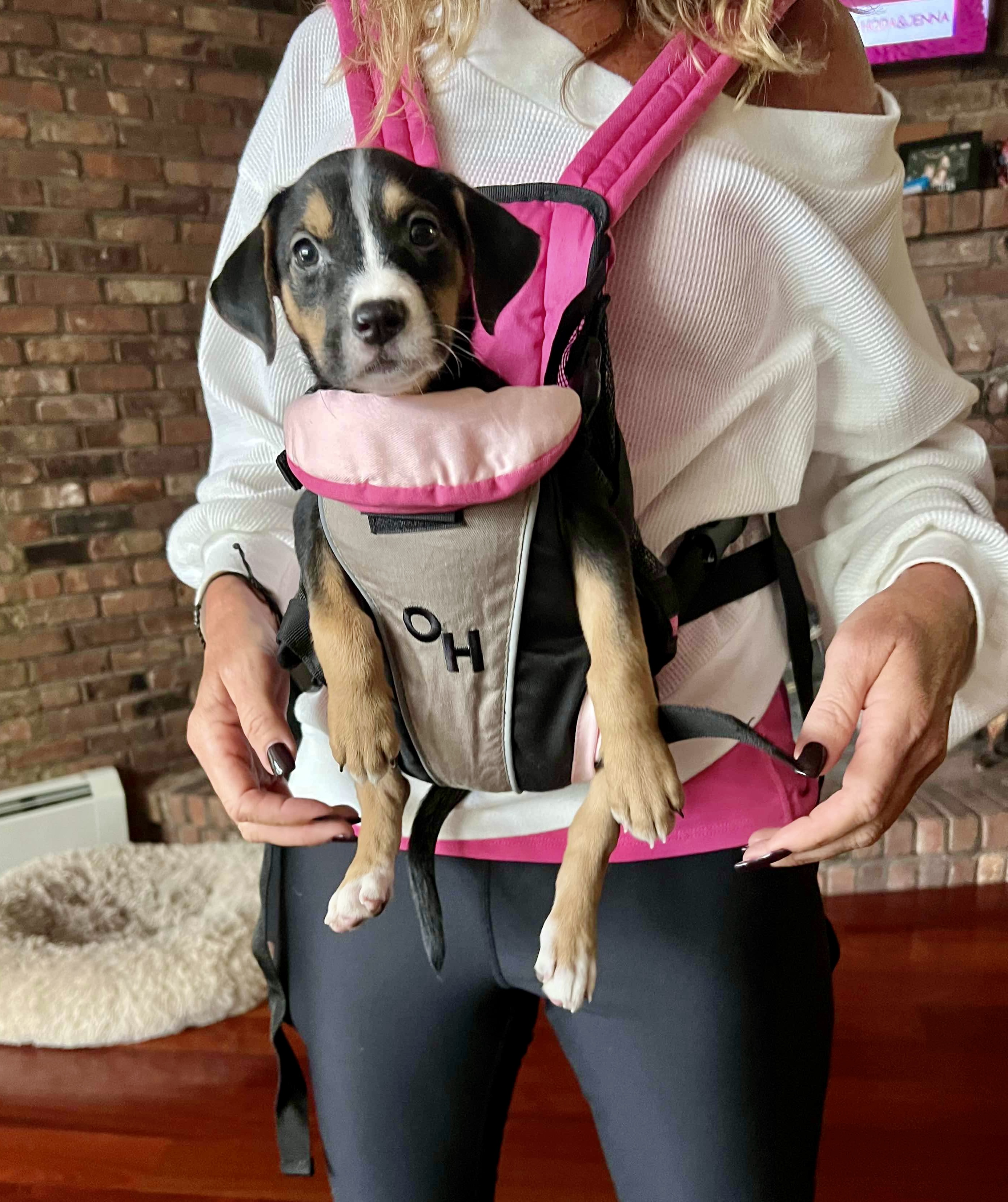 Dog for adoption Perfect Pipa, a Jack Russell Terrier Mix in Nanuet