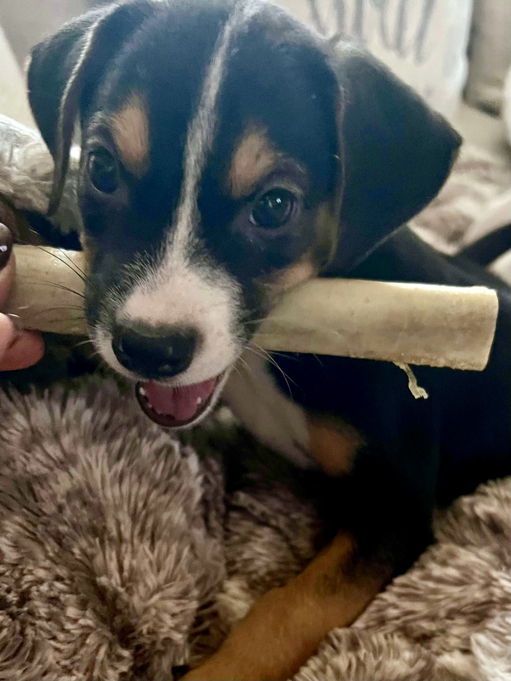 Dog for adoption Perfect Pipa, a Jack Russell Terrier Mix in Nanuet