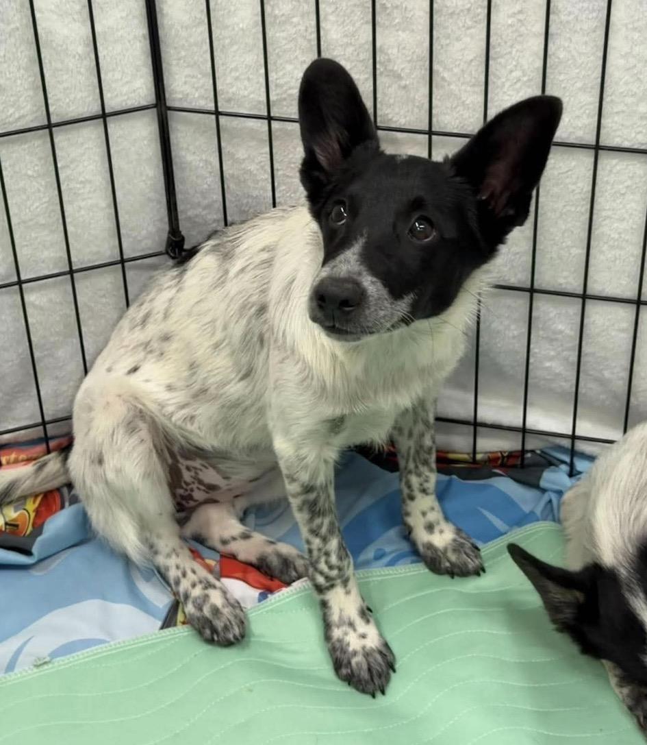 Tilapia, ADOPTABLE, Puppy • Female, Lancashire Heeler.
