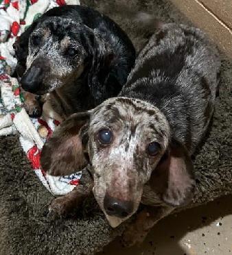 Enlarge WILLOW & MAGGIE, a Adoptable Dachshund in Georgetown, KY image 1/1