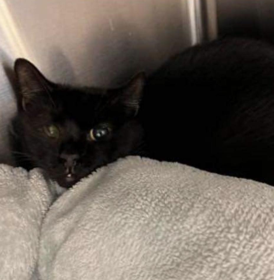 Pluto 2024, Adoptable, Adult Female Domestic Short Hair.