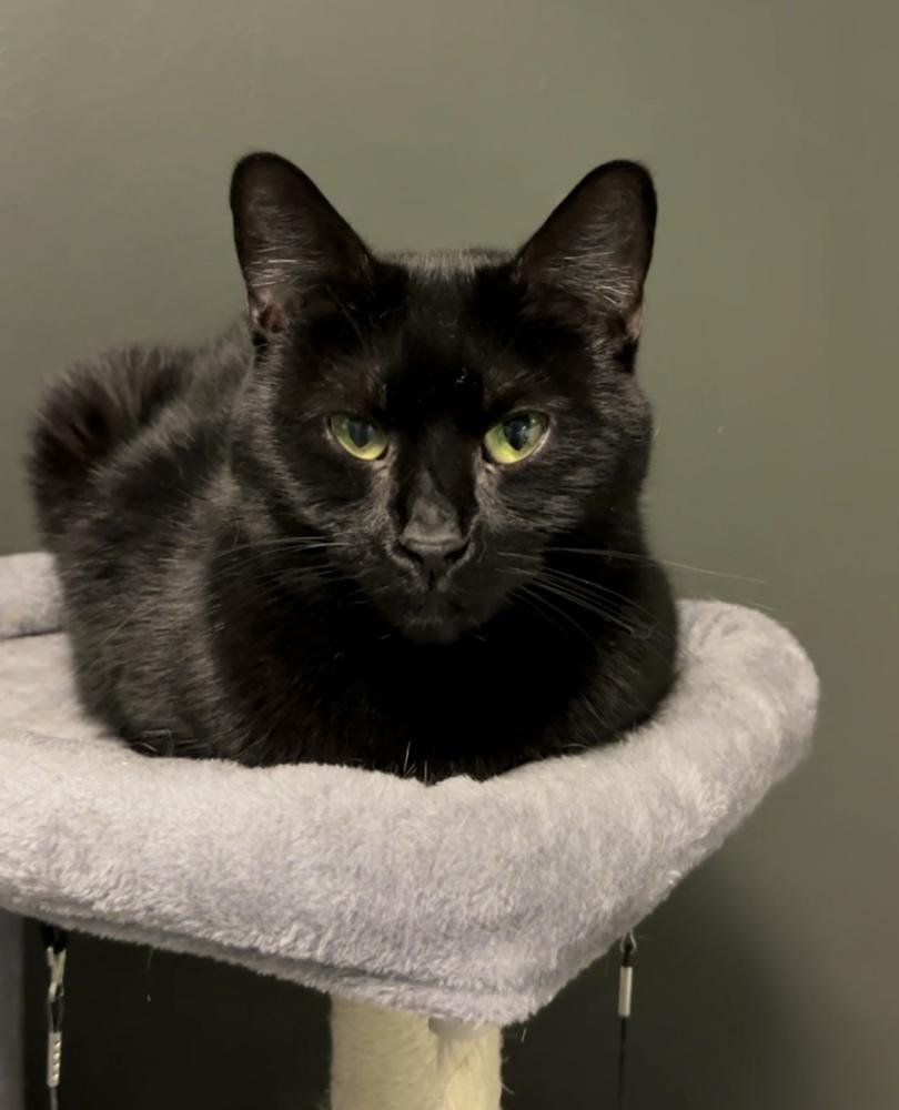 Pluto 2024, Adoptable, Adult Female Domestic Short Hair.