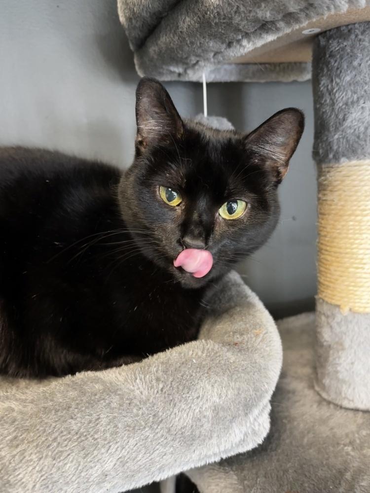 Pluto 2024, Adoptable, Adult Female Domestic Short Hair.