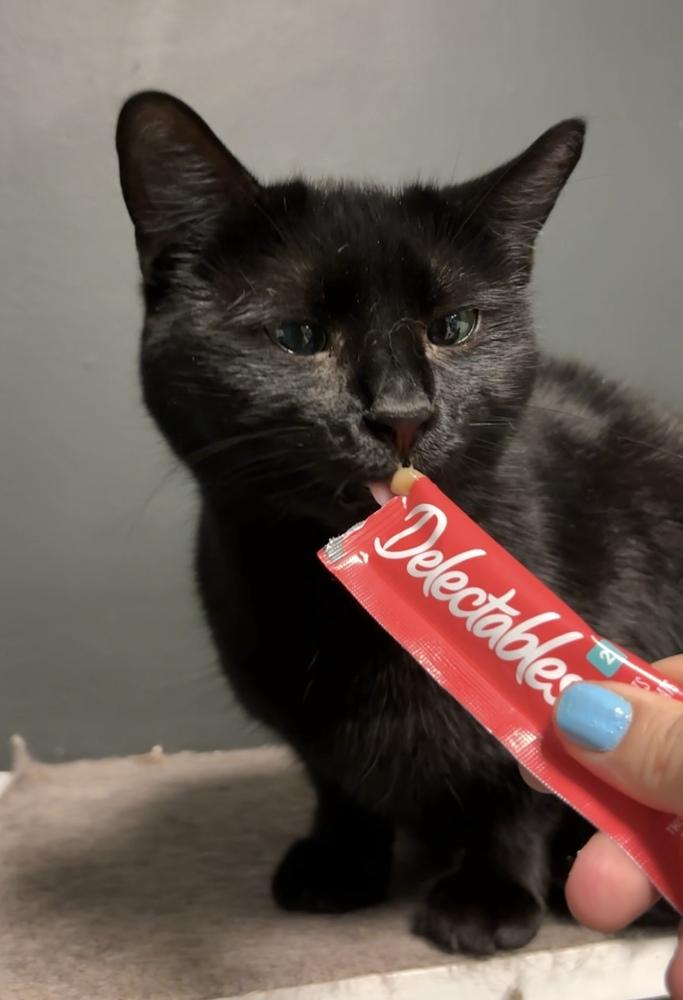 Pluto 2024, Adoptable, Adult Female Domestic Short Hair.