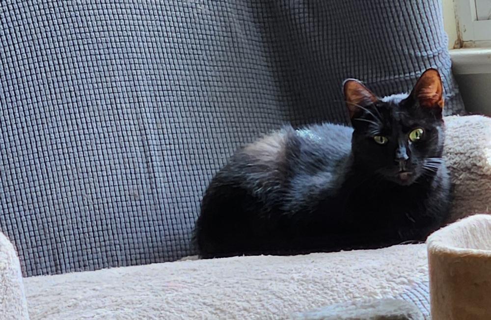 Pluto 2024, a Adoptable Domestic Short Hair in Virginia Beach, VA image 2/6