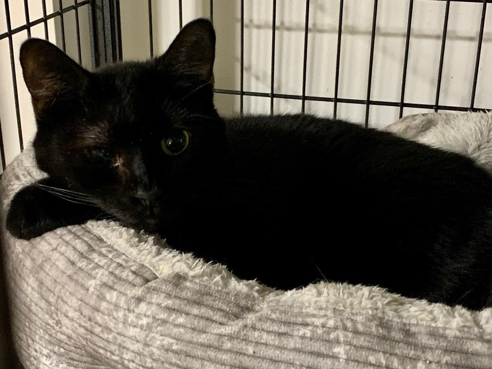 Pluto 2024, a Adoptable Domestic Short Hair in Virginia Beach, VA image 3/6
