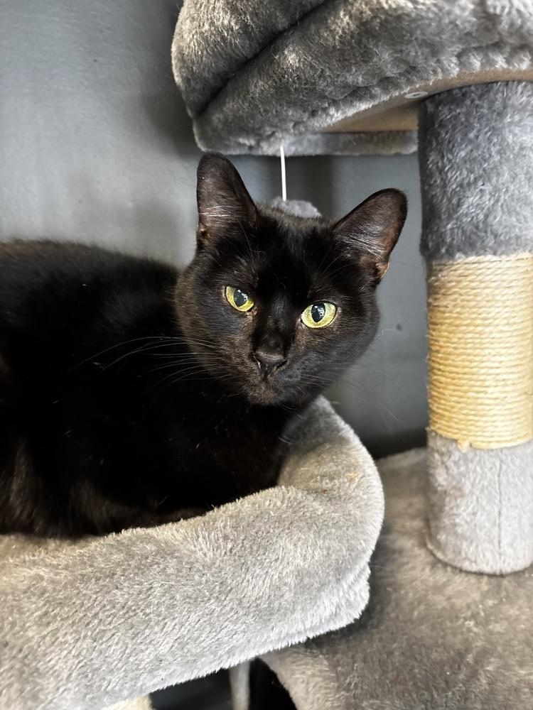 Enlarge Pluto 2024, a Adoptable Domestic Short Hair in Virginia Beach, VA image 4/6