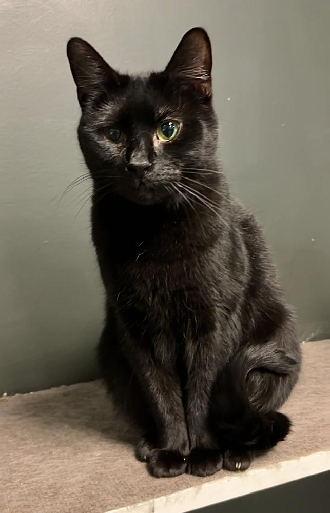 Enlarge Pluto 2024, a Adoptable Domestic Short Hair in Virginia Beach, VA image 3/6