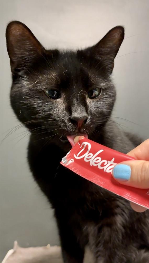 Enlarge Pluto 2024, a Adoptable Domestic Short Hair in Virginia Beach, VA image 6/6