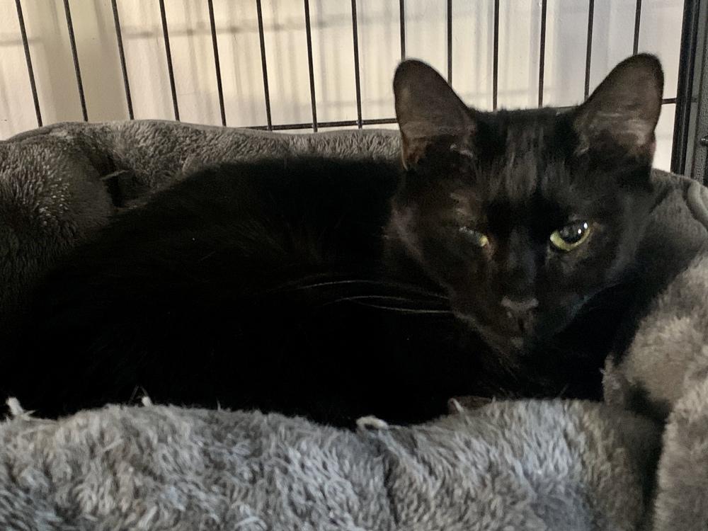 Pluto 2024, a Adoptable Domestic Short Hair in Virginia Beach, VA image 6/6