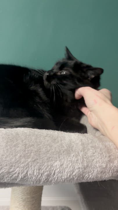 Enlarge Pluto 2024, a Adoptable Domestic Short Hair in Virginia Beach, VA video 6/6