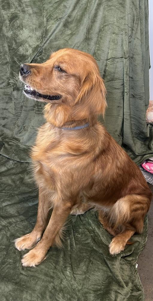 Topsy, Adoptable, Adult Female Golden Retriever.