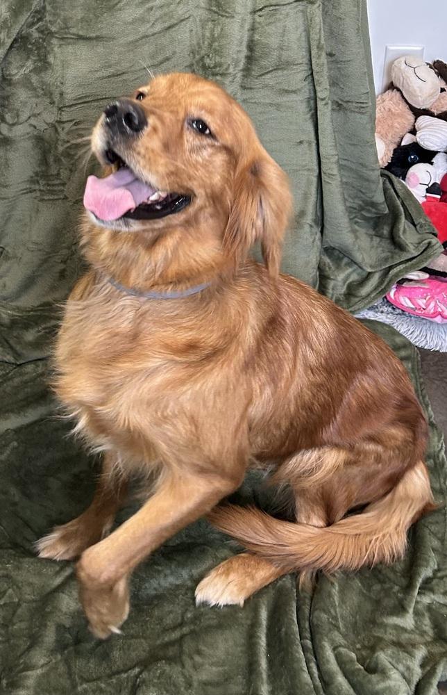 Enlarge Topsy, a Adoptable mixed breed in Cedartown, GA image 2/2