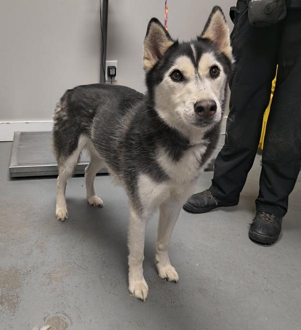 Enlarge Pongo, a Adoptable mixed breed in Salt Lake City, UT image 1/1