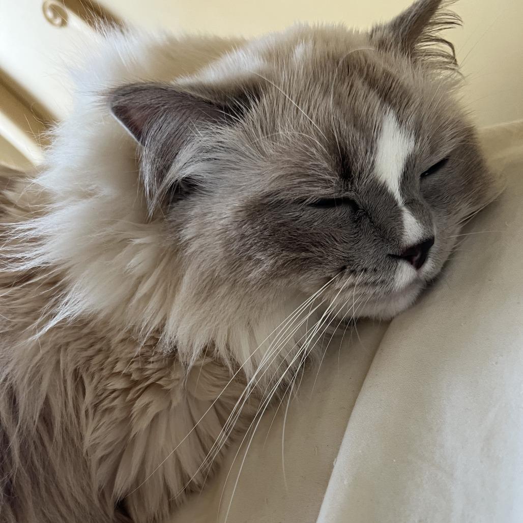 Enlarge Cedric - Home to Home, a Adoptable Ragdoll in South Elgin, IL image 1/2