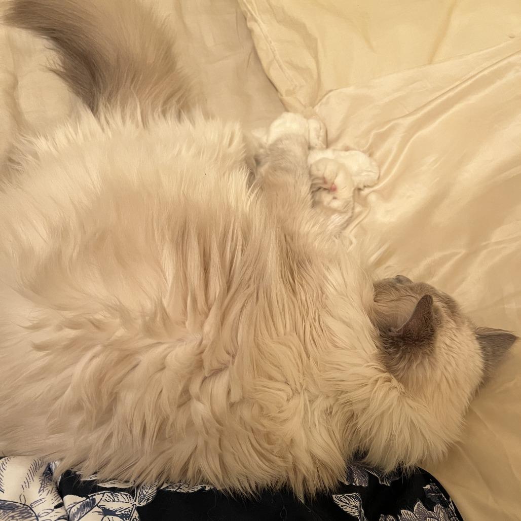 Enlarge Cedric - Home to Home, a Adoptable Ragdoll in South Elgin, IL image 2/2