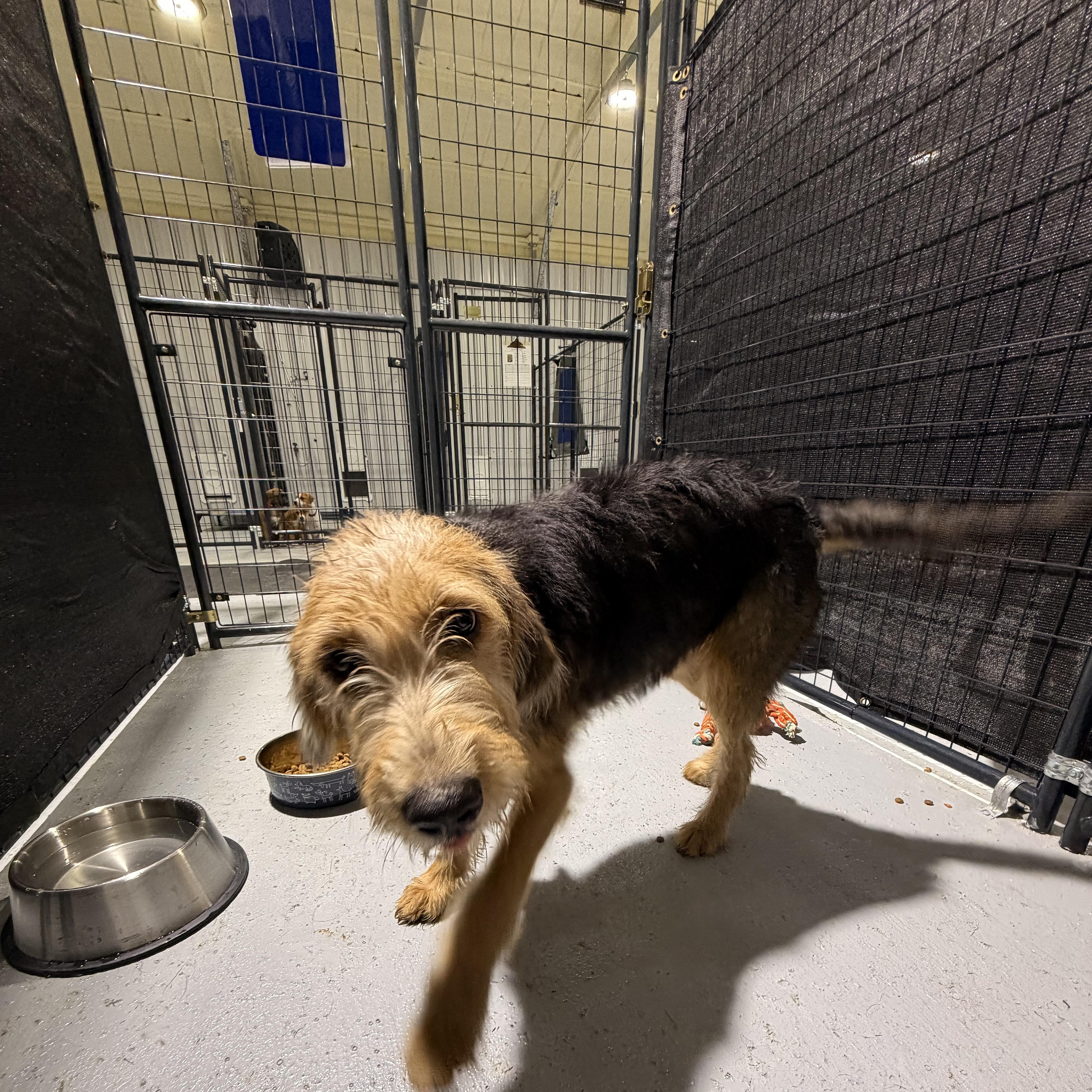 Chewy, adopted, Young Male Airedale Terrier.