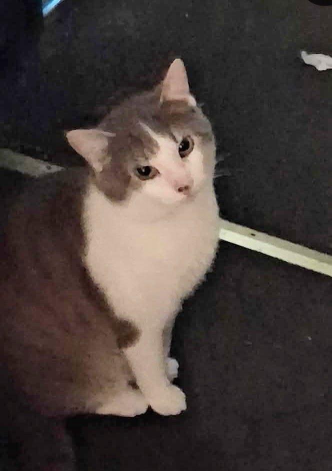 Enlarge Gizmo, a Adoptable mixed breed in LAKE ARIEL, PA image 1/1