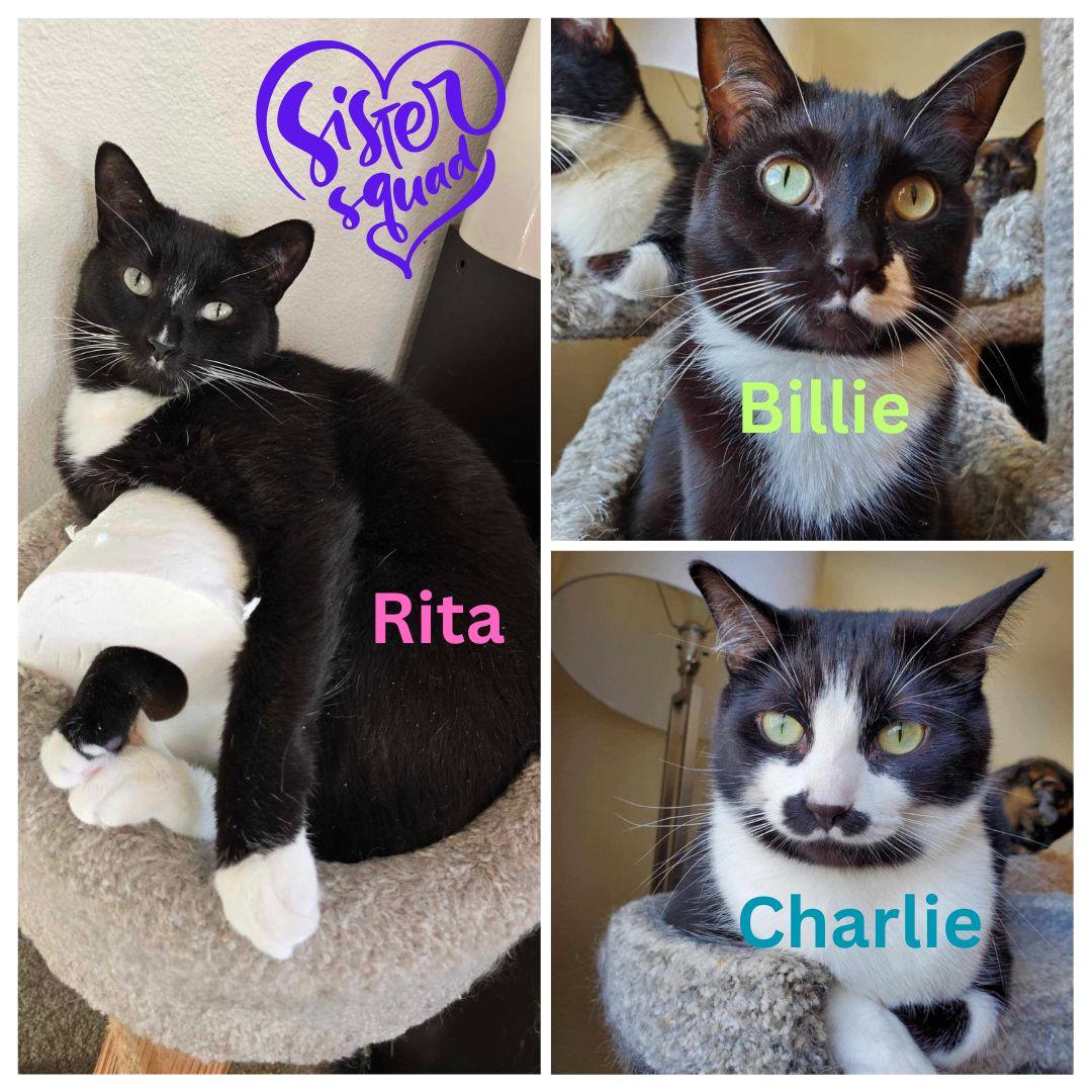 Enlarge Rita, Billie, Charlie, a Adoptable Domestic Short Hair in Blaine, MN image 1/1