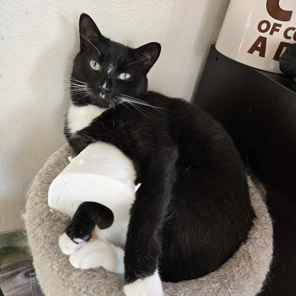 Rita, Adoptable, Adult Female Domestic Short Hair.