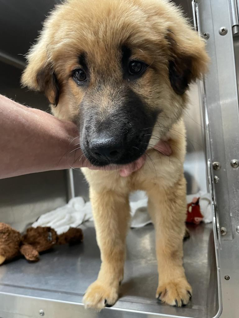 Birch, a ADOPTABLE Mixed Breed in Polson, MT image 4/4