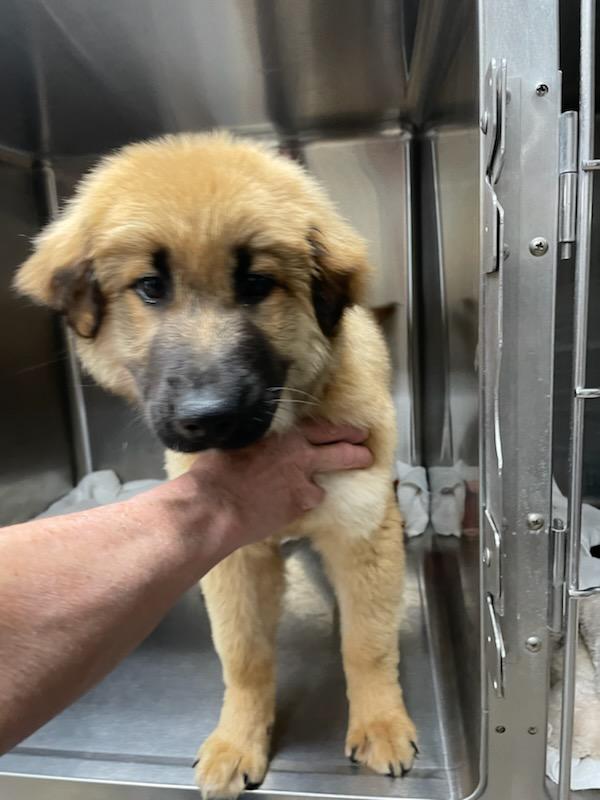 Birch, a ADOPTABLE Mixed Breed in Polson, MT image 3/4