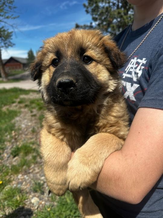 Birch, a ADOPTABLE Mixed Breed in Polson, MT image 1/4
