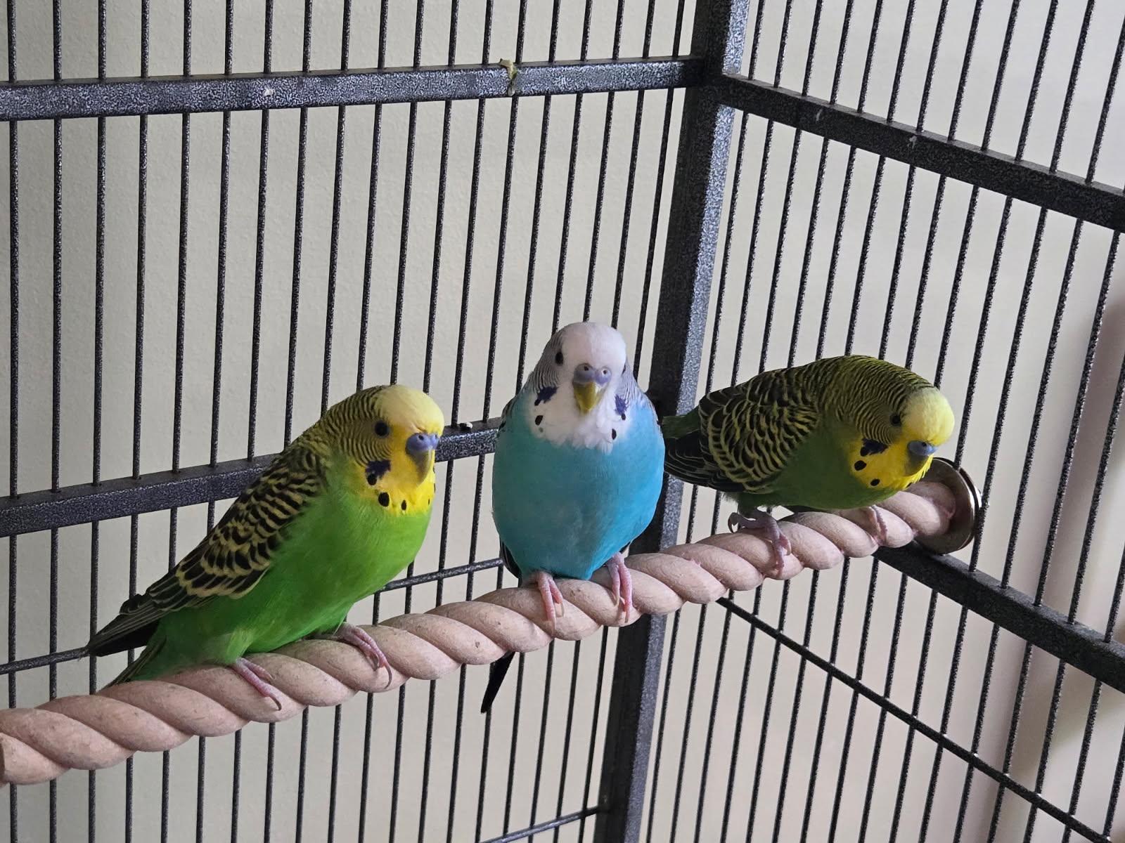 Enlarge Coulson, Daisy, May, Ward, Fitz, and Simmons, a Adoptable Parakeet (Other) in Aurora, IL image 1/1