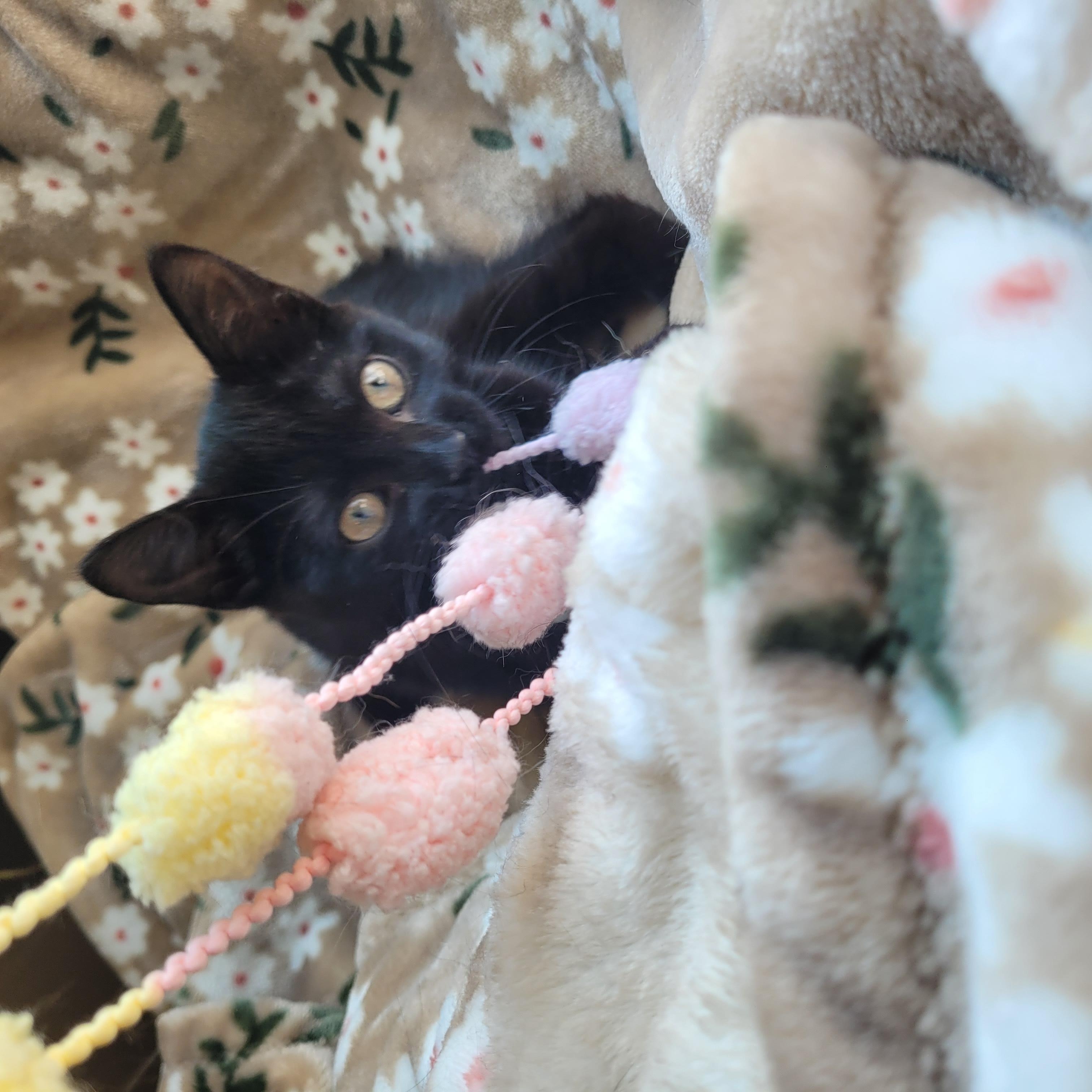 Enlarge Luna, a Adoptable Domestic Short Hair in Indianapolis, IN image 5/6