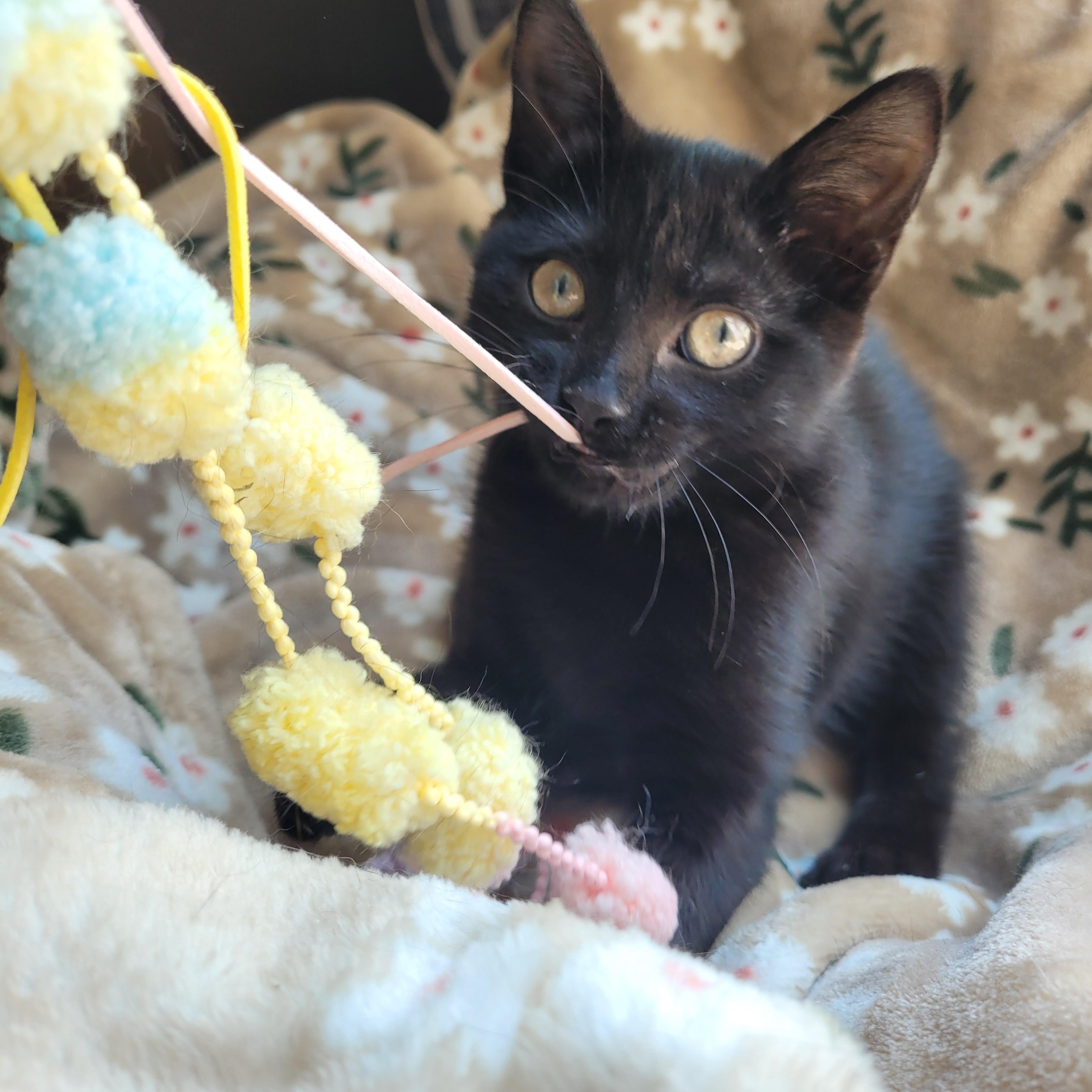 Enlarge Luna, a Adoptable Domestic Short Hair in Indianapolis, IN image 1/6