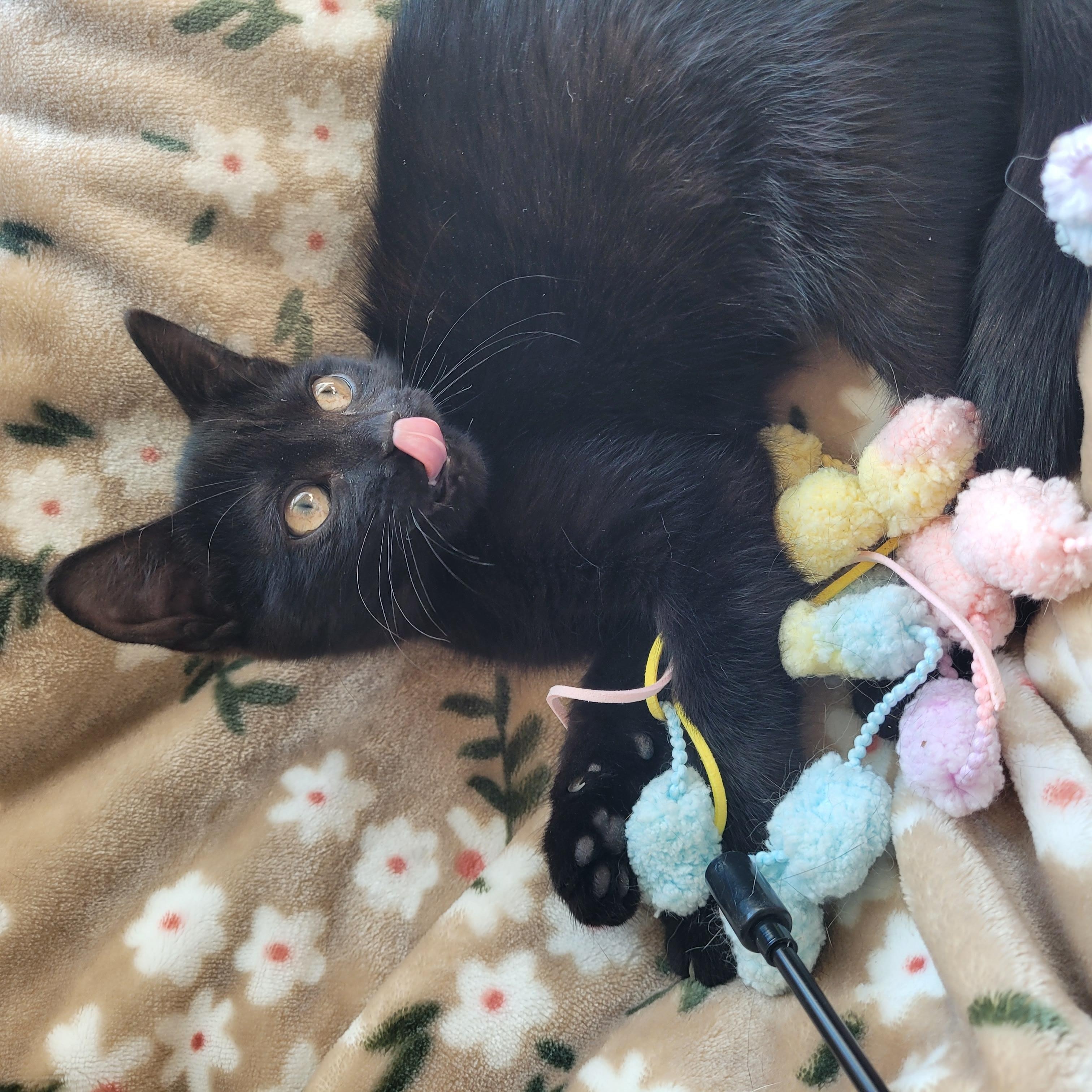 Enlarge Luna, a Adoptable Domestic Short Hair in Indianapolis, IN image 4/6