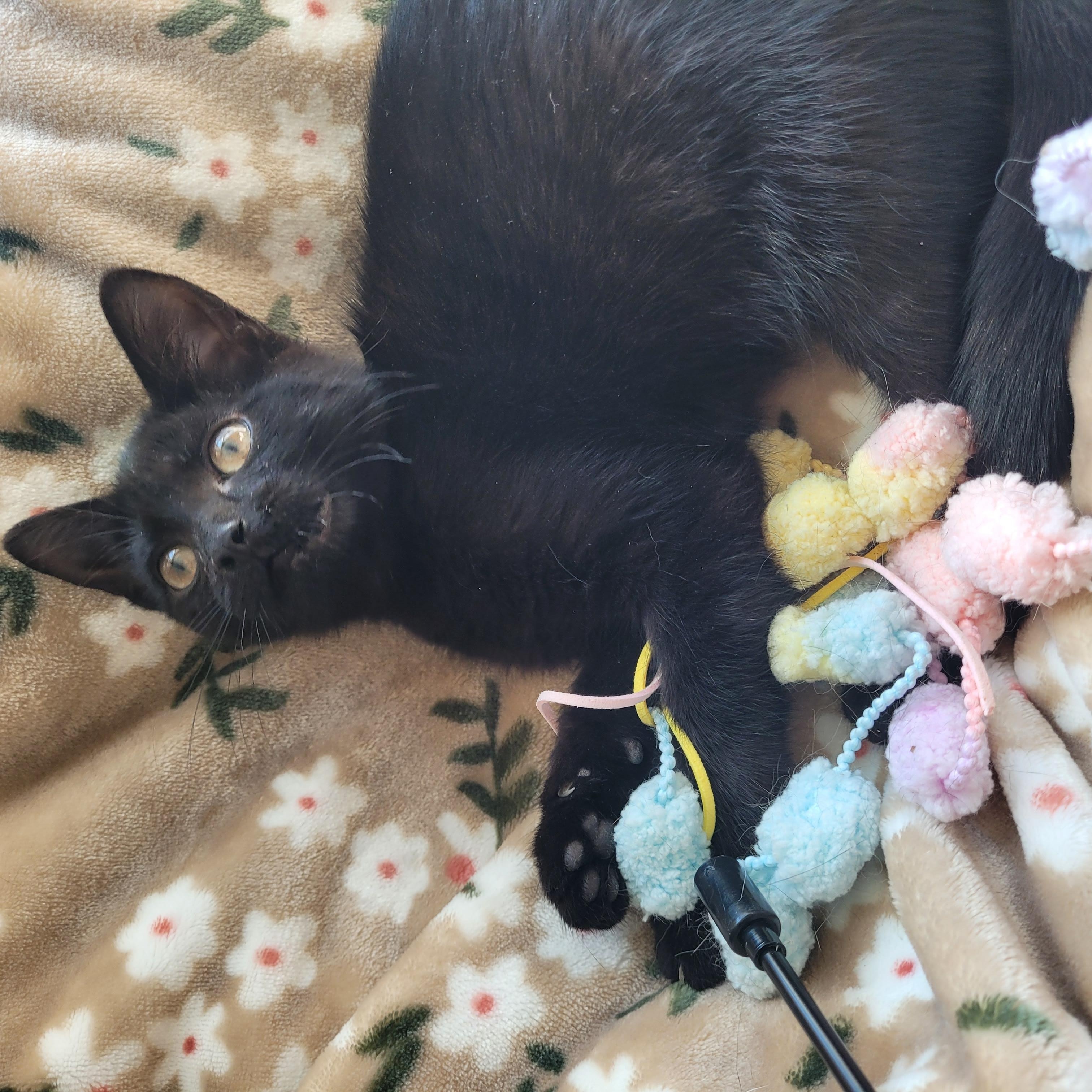Enlarge Luna, a Adoptable Domestic Short Hair in Indianapolis, IN image 6/6